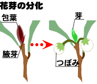 花芽の分化