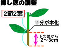 挿し穂の調整