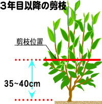 3�N�ڈȍ~�̙��}