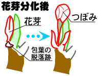 ԉ̕