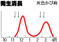 発生消長